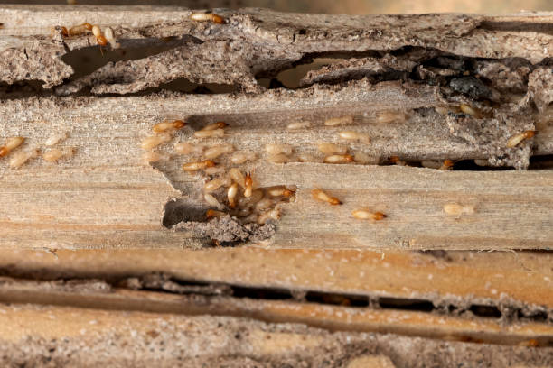 Best Pest Prevention Services  in Splendora, TX